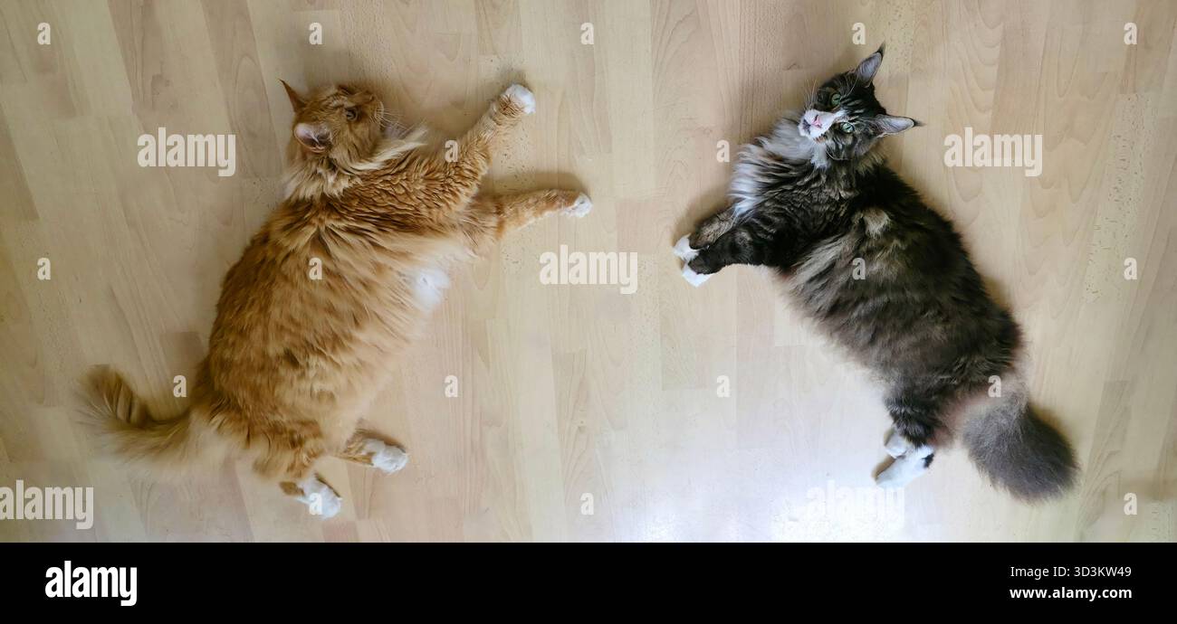 Two cats are lounging on a wooden floor, displaying relaxed poses and soft fur, creating a cozy and tranquil atmosphere. - Smartphone Captured Stock Image