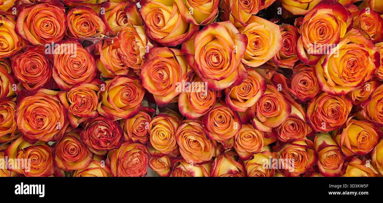 Vibrant roses in shades of orange and yellow create a stunning floral arrangement, showcasing natural beauty and elegance in a lush setting. - Smartphone Captured Stock Image