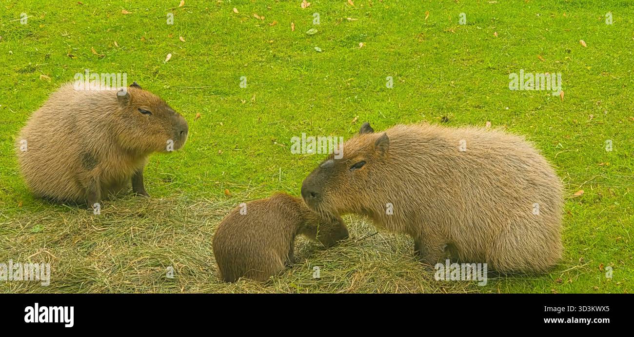 Family of capybaras is resting together on lush green grass, enjoying their natural habitat and showcasing their social behavior. - Smartphone Captured Stock Image