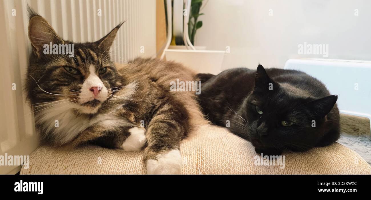 Two cats, one fluffy and one sleek, are lounging together on a soft surface, creating a warm and cozy atmosphere in a home setting. - Smartphone Captured Stock Image