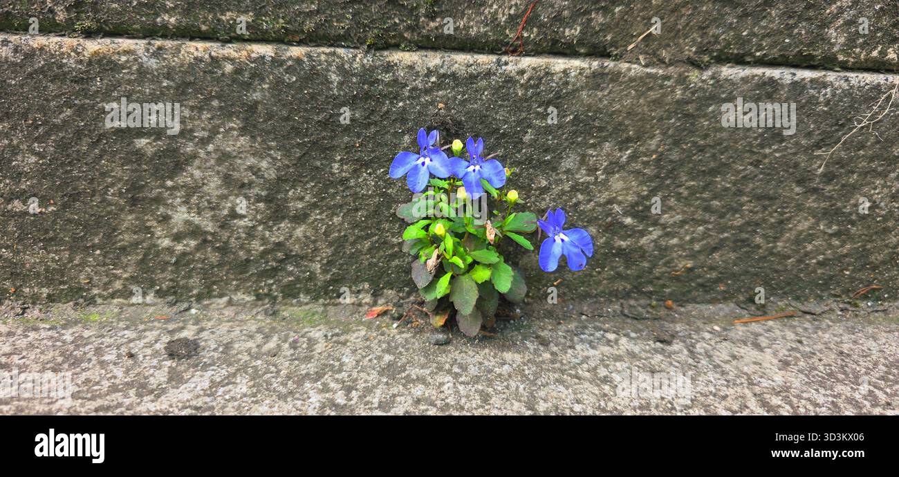 . Vibrant blue flowers are growing through cracks in stone pavement, symbolizing resilience and beauty in unexpected places - Smartphone Captured Stock Image