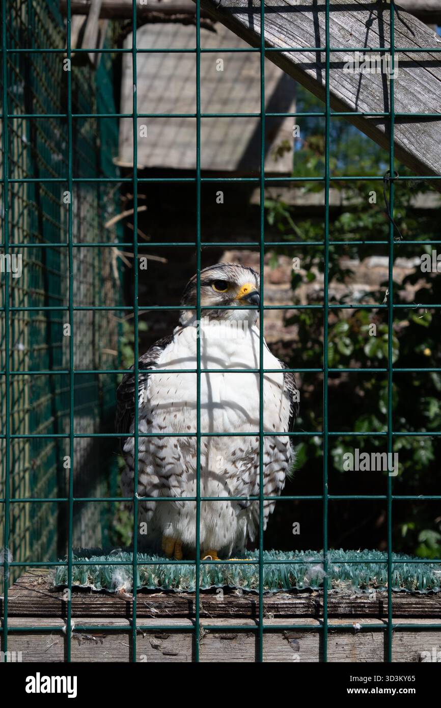 Peregrine falcon in cage Stock Photo