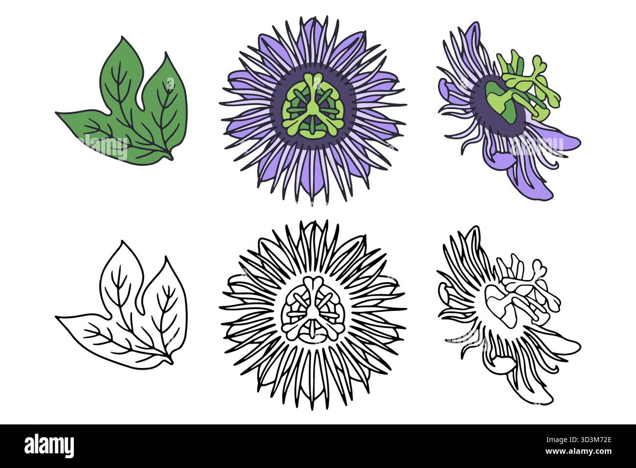 Hand drawn passion flower line art vector illustrations set isolated on ...