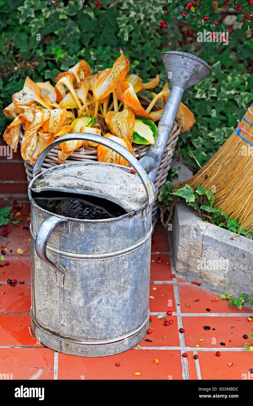 A wicker basket with discolored hostas, a watering can and a broom in autumn Stock Photo