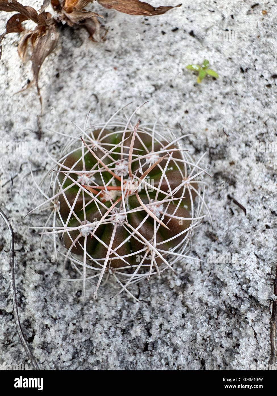 Up close with a small cactus in the white sands of Salvador, Bahia, Brazil. Nature´s incredible geometry and armor in miniature. - Smartphone Captured Stock Image