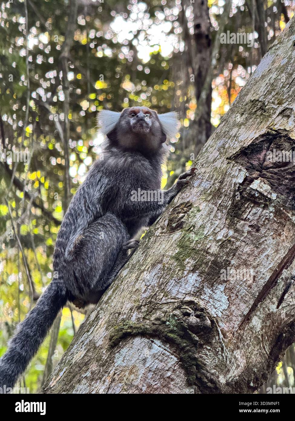 Common marmoset on a tree trunk in an alert position - Smartphone Captured Stock Image