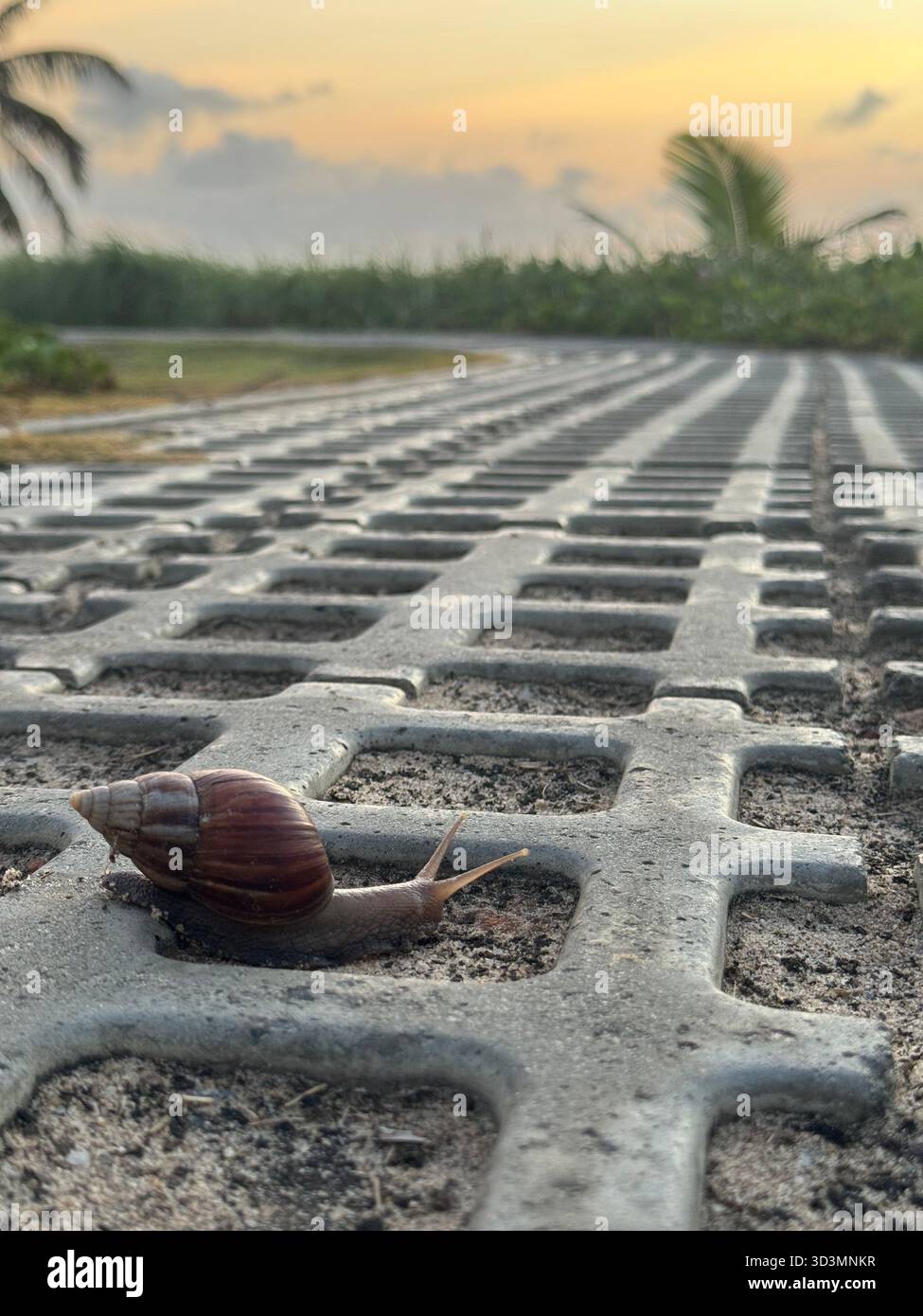 Snail on concrete path, inching ever-slowly towards its destination. - Smartphone Captured Stock Image