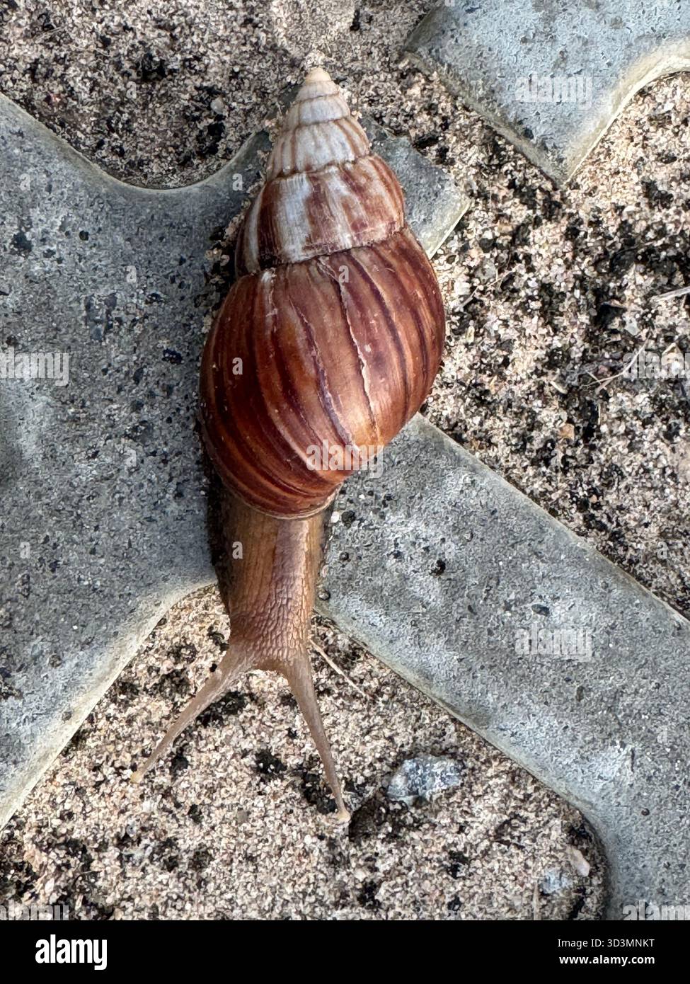 A close-up view of an African Giant Snail, slowly traversing a textured concrete paver on the ground. - Smartphone Captured Stock Image