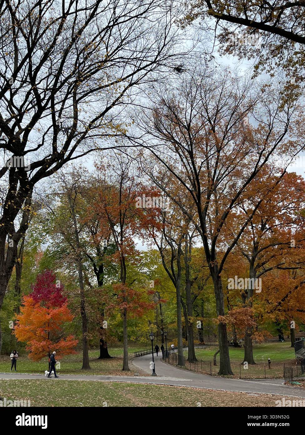 Central Park dressed in autumn colors — a peaceful escape in the middle of Manhattan. - Smartphone Captured Stock Image