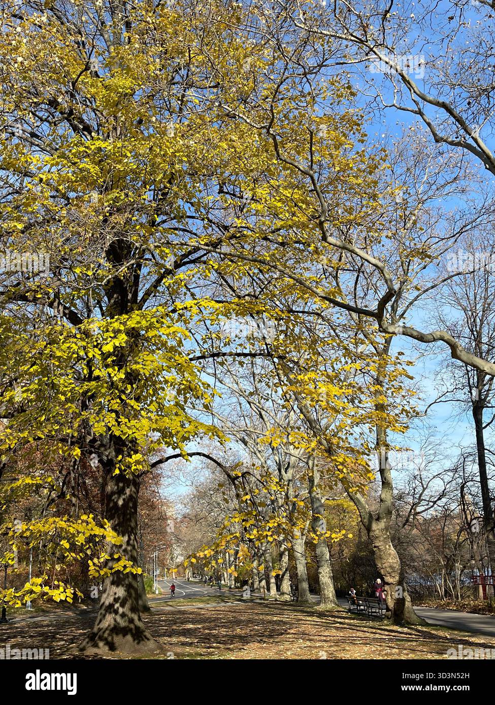 Central Park dressed in autumn colors — a peaceful escape in the middle of Manhattan. - Smartphone Captured Stock Image