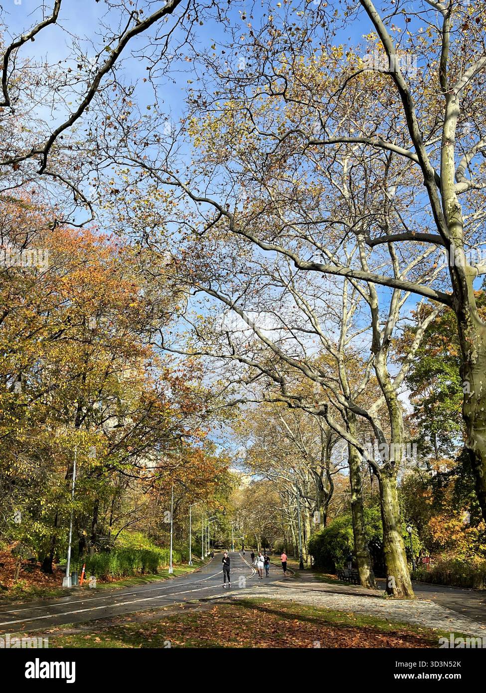 Central Park dressed in autumn colors — a peaceful escape in the middle of Manhattan. - Smartphone Captured Stock Image