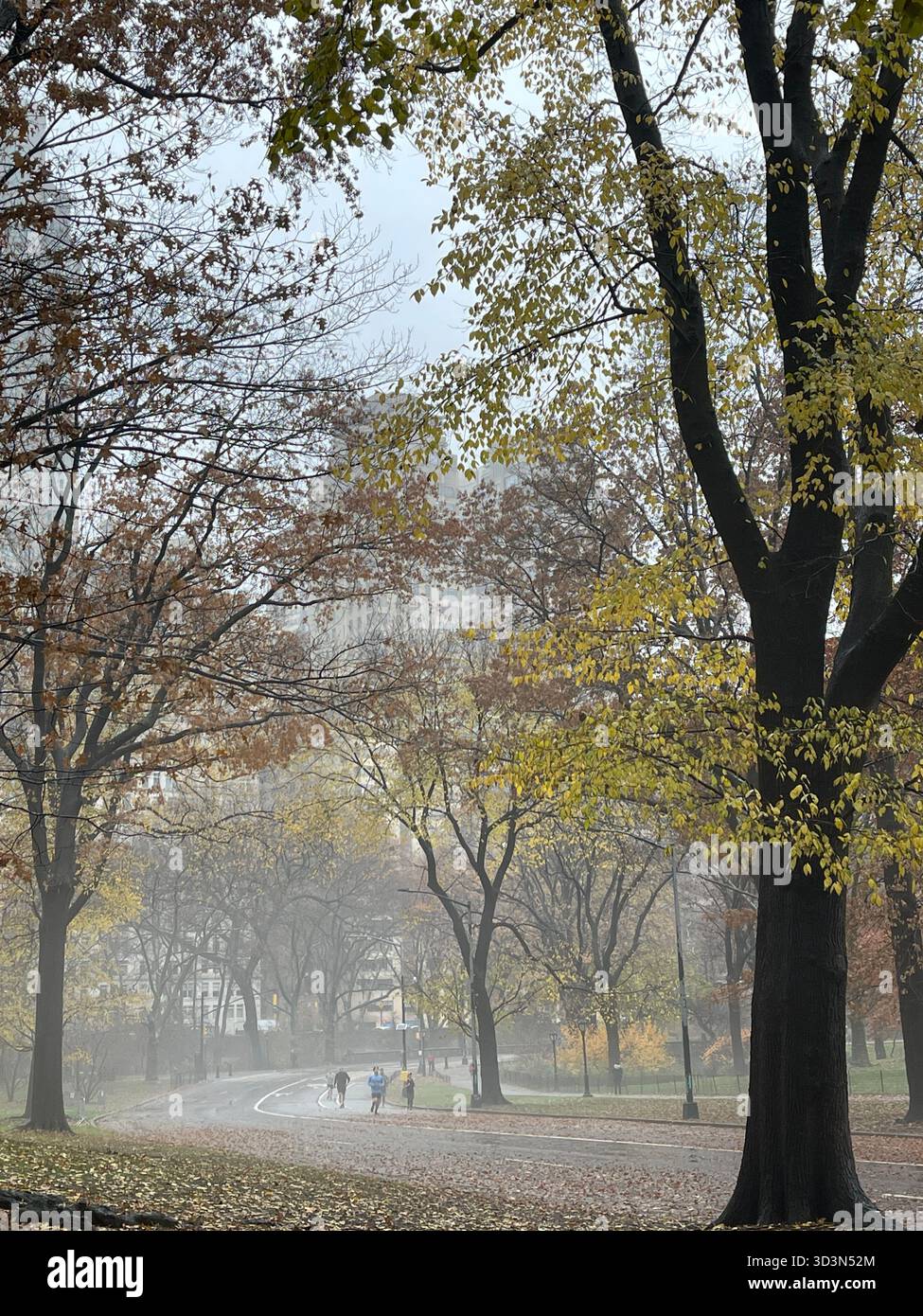 Central Park dressed in autumn colors — a peaceful escape in the middle of Manhattan. - Smartphone Captured Stock Image