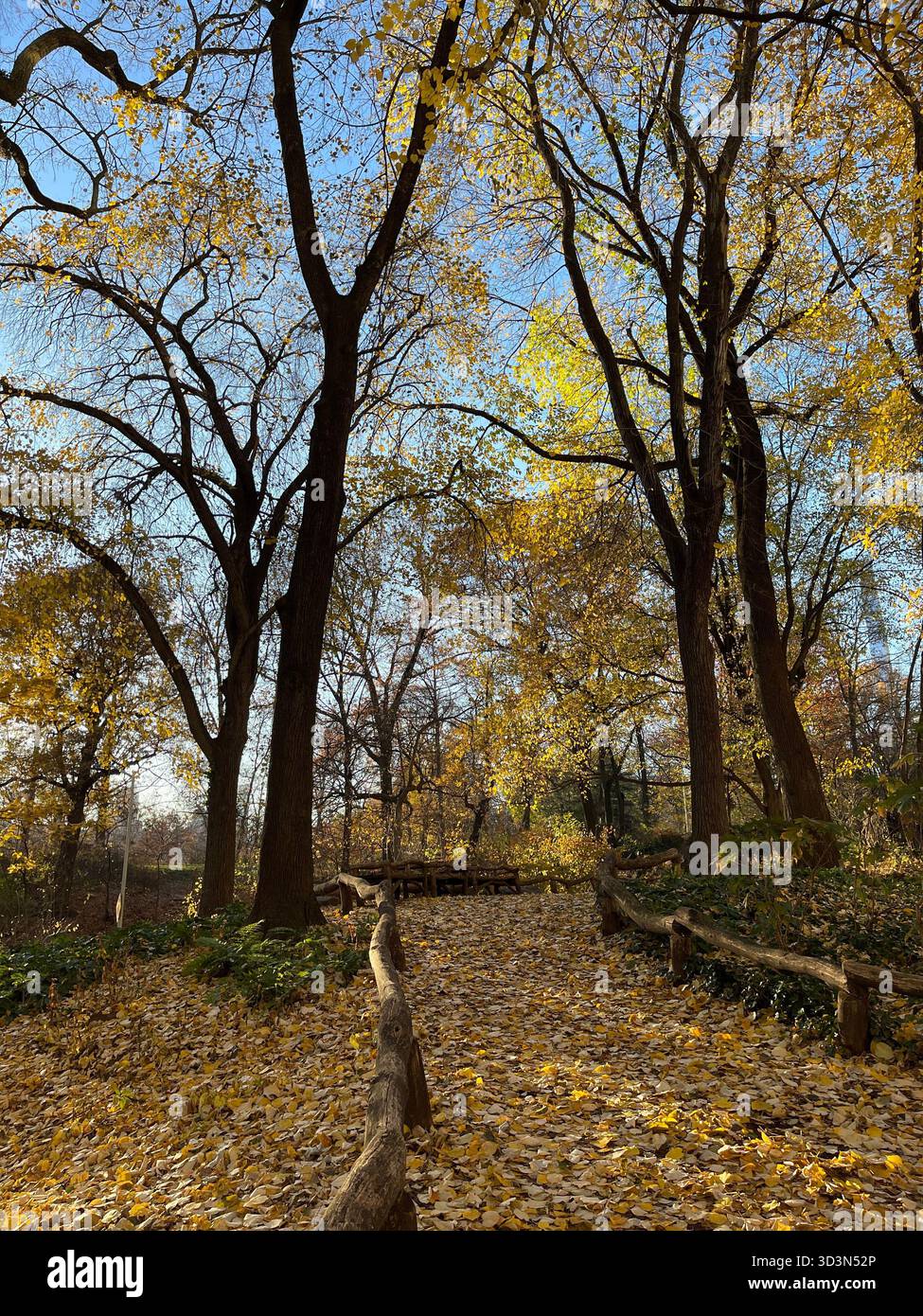 Central Park dressed in autumn colors — a peaceful escape in the middle of Manhattan. - Smartphone Captured Stock Image