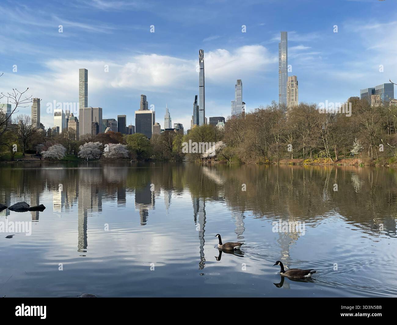 Spring blooms reflected like glass, Central Park’s Lake a perfect mirror. - Smartphone Captured Stock Image