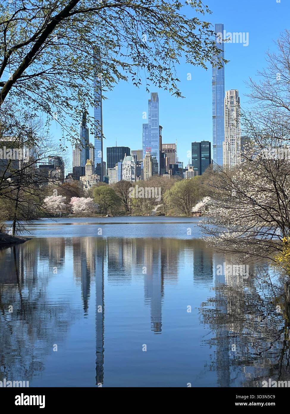 Spring blooms reflected like glass, Central Park’s Lake a perfect mirror. - Smartphone Captured Stock Image