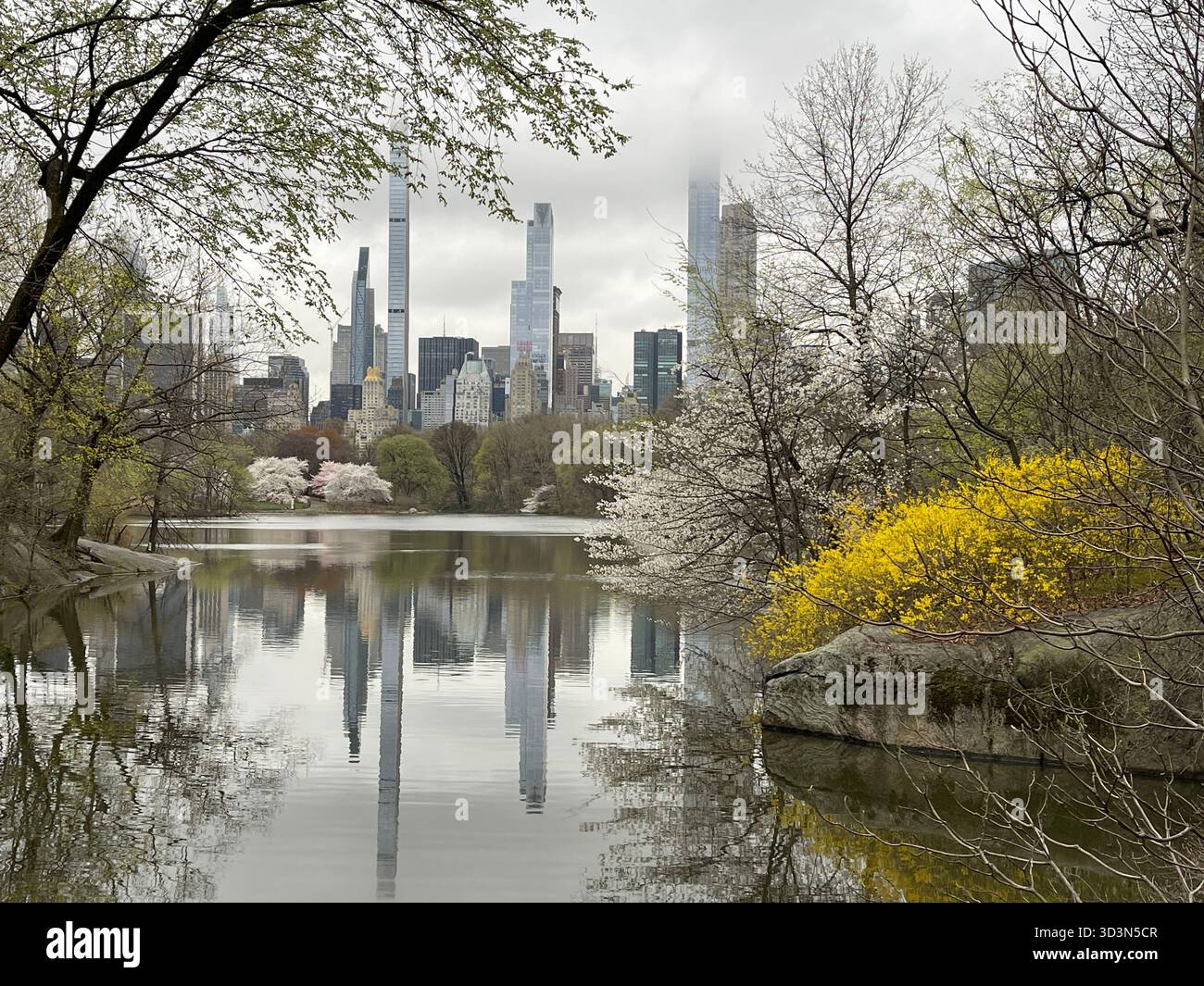 Spring blooms reflected like glass, Central Park’s Lake a perfect mirror. - Smartphone Captured Stock Image