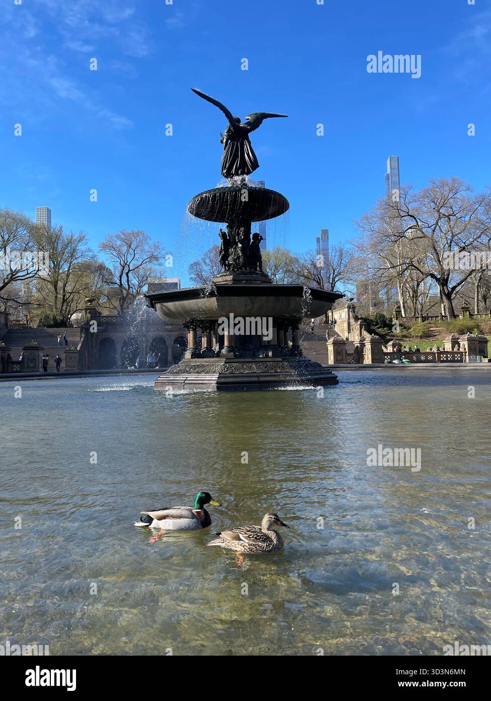 Ducks glide across Central Park’s tranquil waters. - Smartphone Captured Stock Image