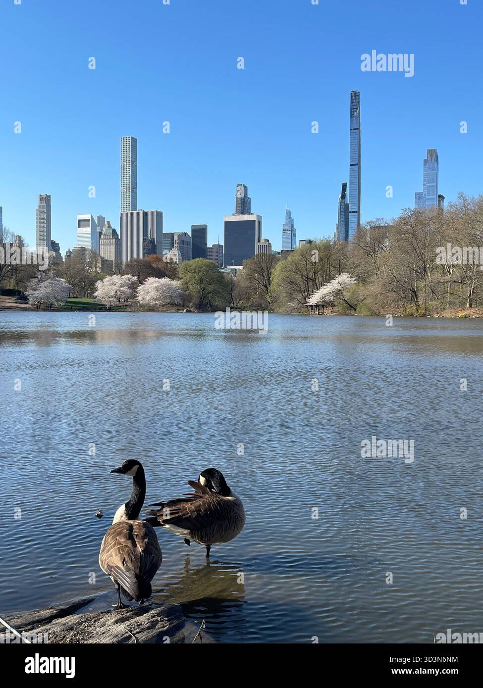 Ducks glide across Central Park’s tranquil waters. - Smartphone Captured Stock Image