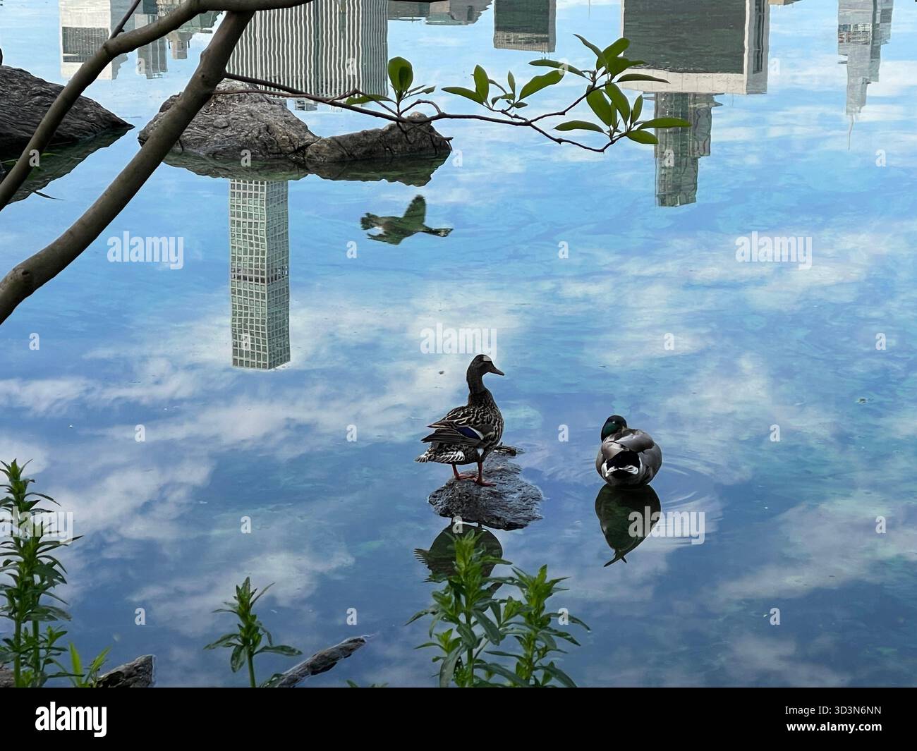 Ducks glide across Central Park’s tranquil waters. - Smartphone Captured Stock Image