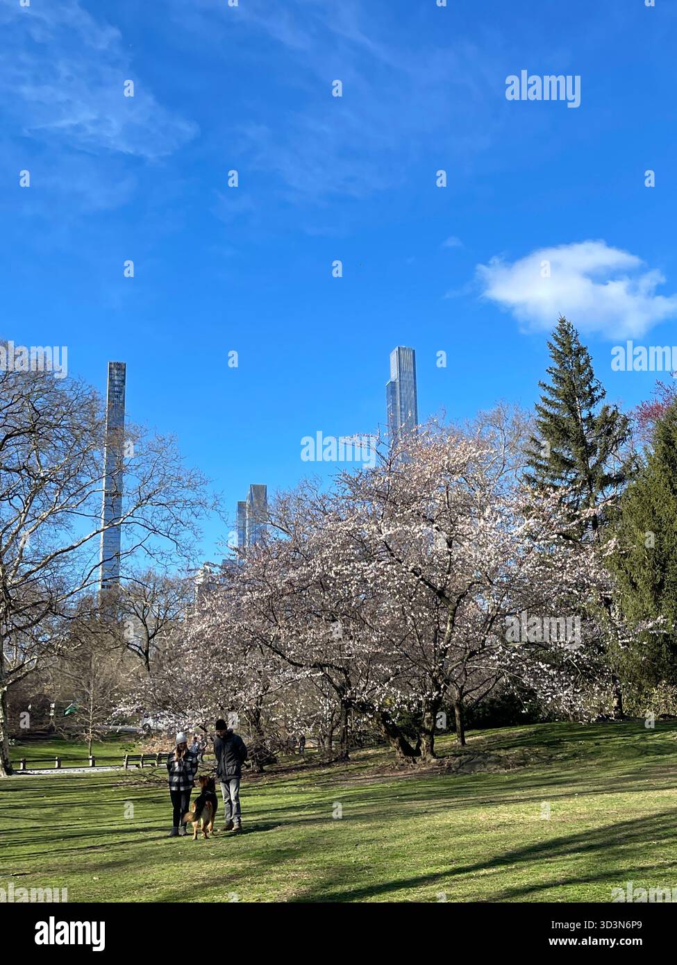 Morning dog walks bring energy and joy to Central Park. - Smartphone Captured Stock Image