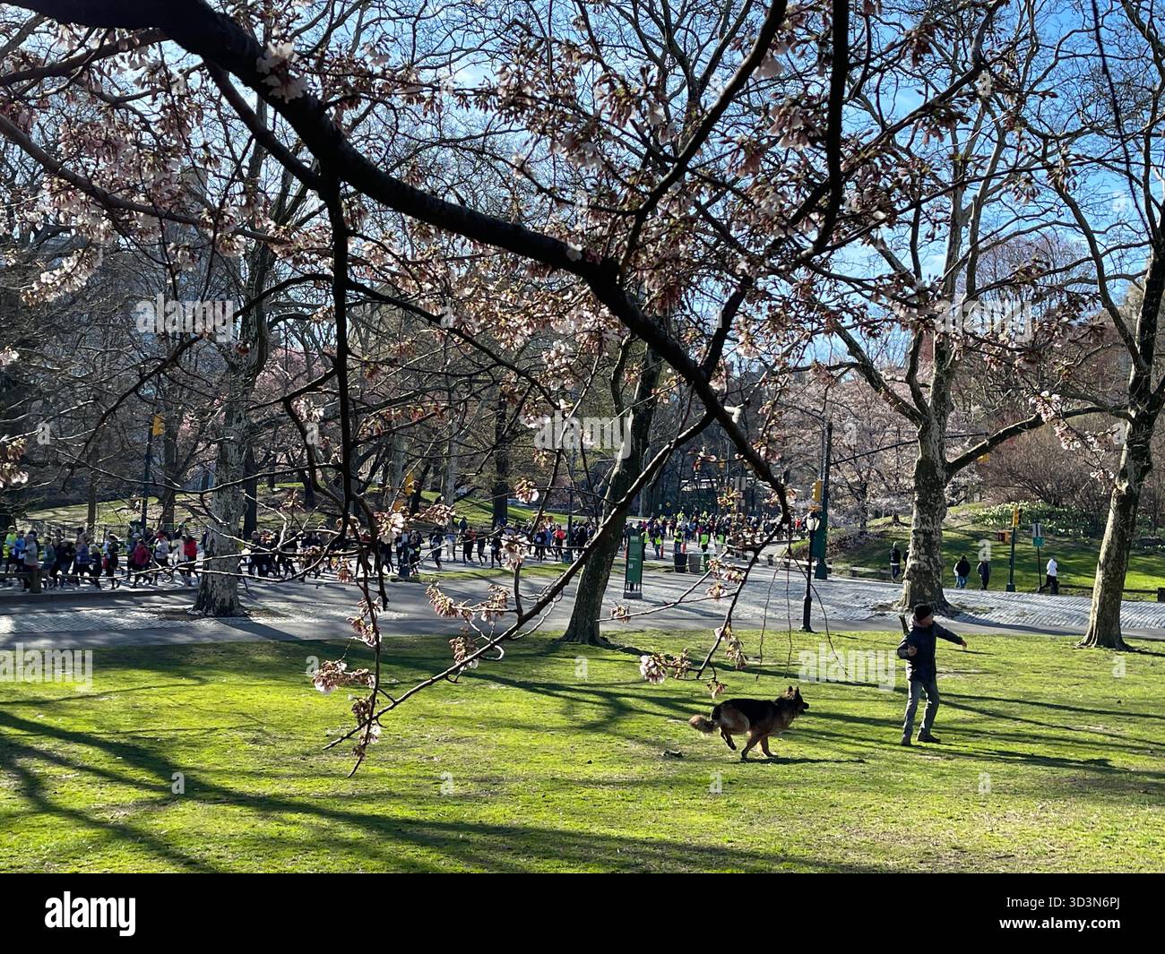 Morning dog walks bring energy and joy to Central Park. - Smartphone Captured Stock Image