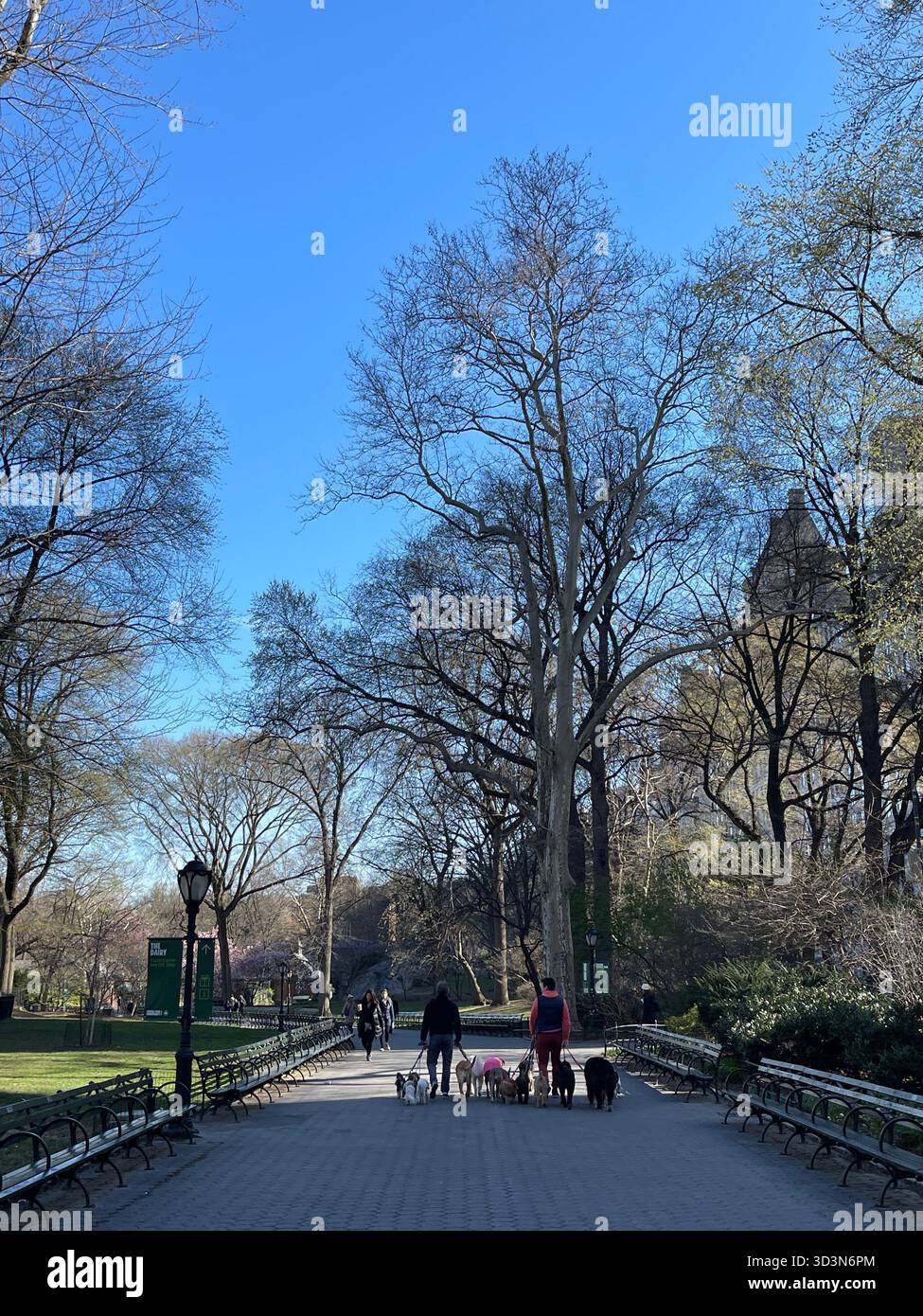 Morning dog walks bring energy and joy to Central Park. - Smartphone Captured Stock Image