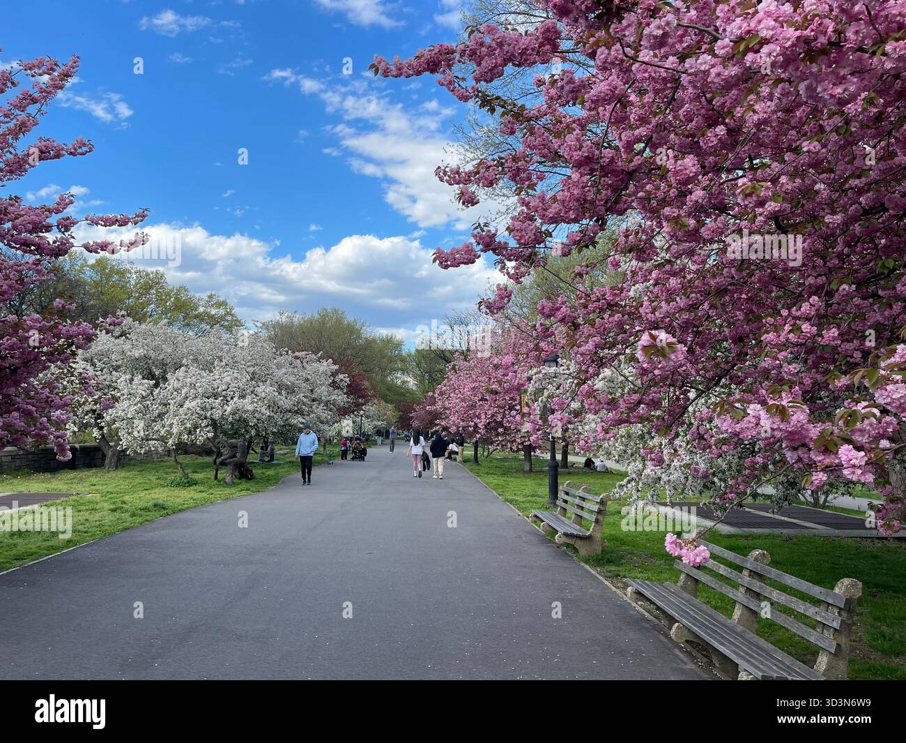 A serene moment under a cherry tree along Riverside Park’s pathways. - Smartphone Captured Stock Image