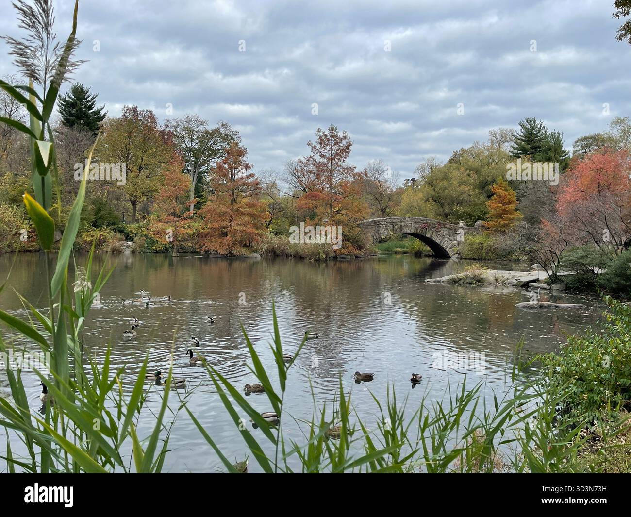Bow Bridge shrouded in autumn mist, Central Park’s tranquil gem. - Smartphone Captured Stock Image