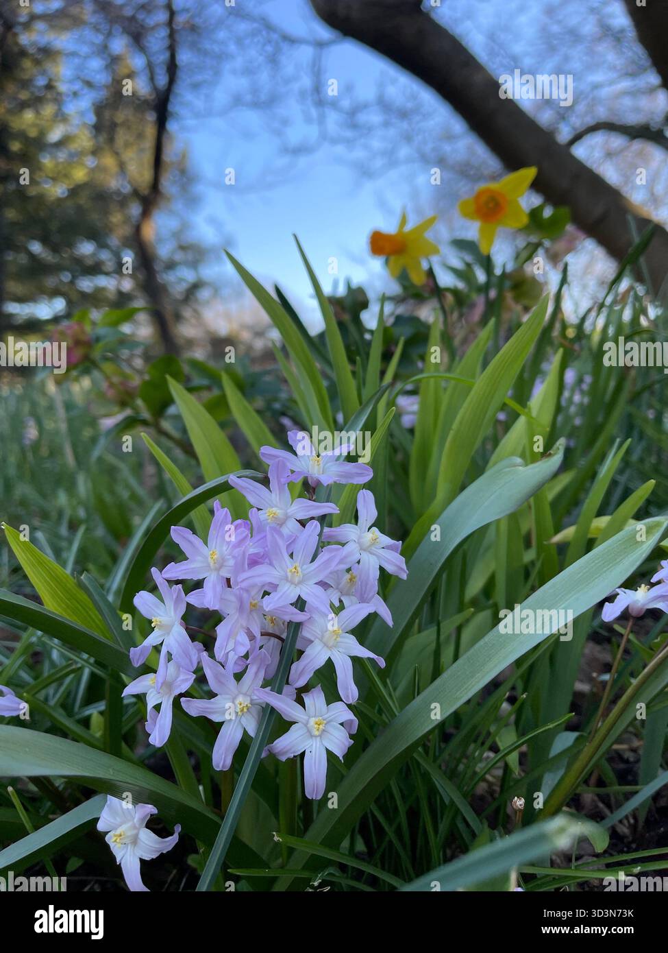 ibrant blue flowers bring a pop of color to Central Park’s gardens. - Smartphone Captured Stock Image