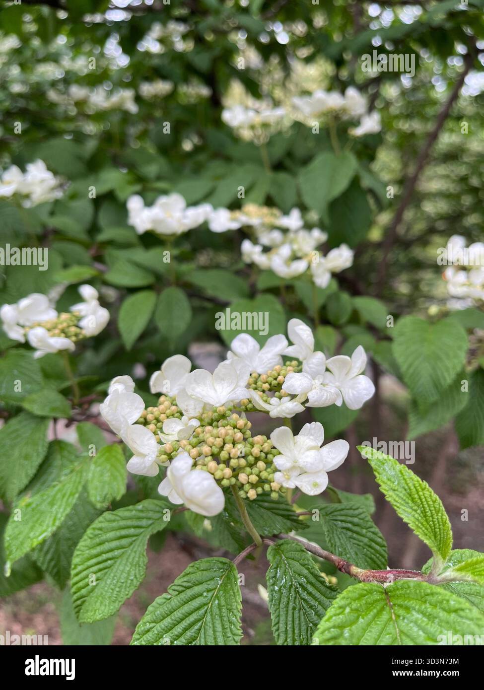 Soft pink flowers brighten Central Park’s gardens in spring. - Smartphone Captured Stock Image