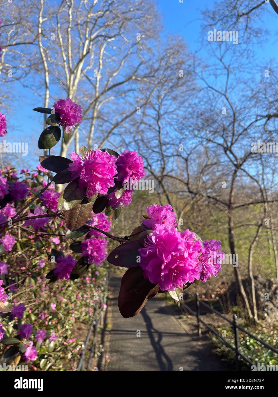 Soft pink flowers brighten Central Park’s gardens in spring. - Smartphone Captured Stock Image