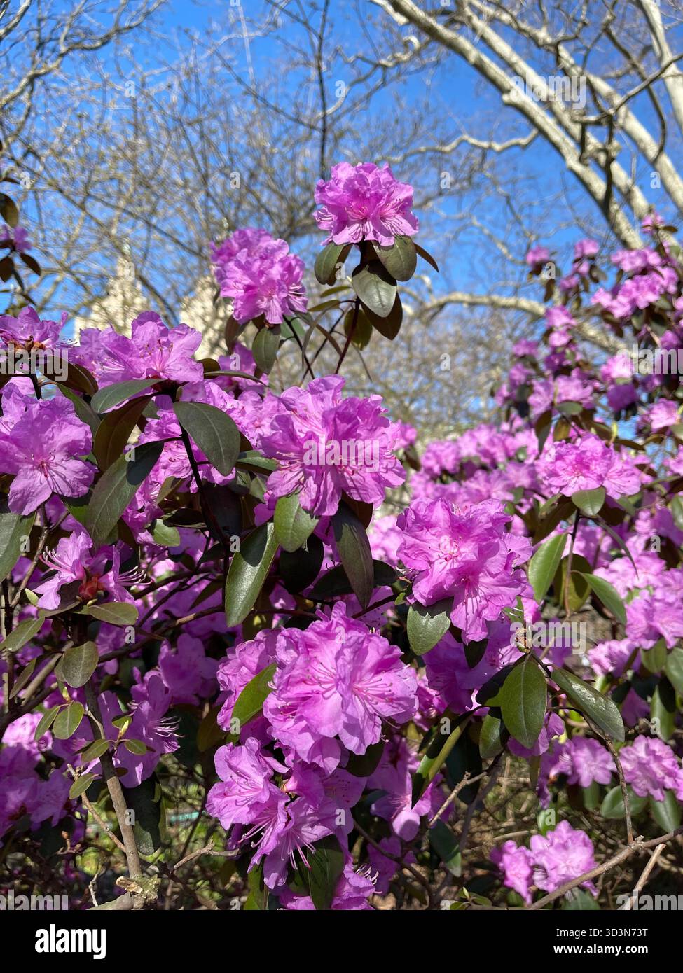 Soft pink flowers brighten Central Park’s gardens in spring. - Smartphone Captured Stock Image