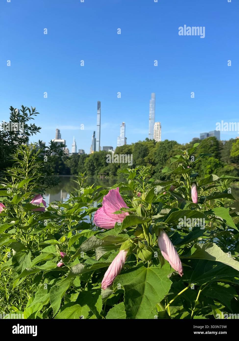 Soft pink flowers brighten Central Park’s gardens in spring. - Smartphone Captured Stock Image