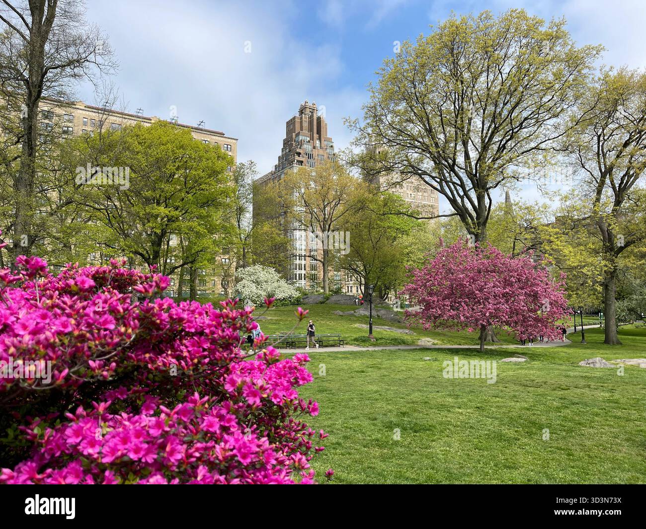 Soft pink flowers brighten Central Park’s gardens in spring. - Smartphone Captured Stock Image