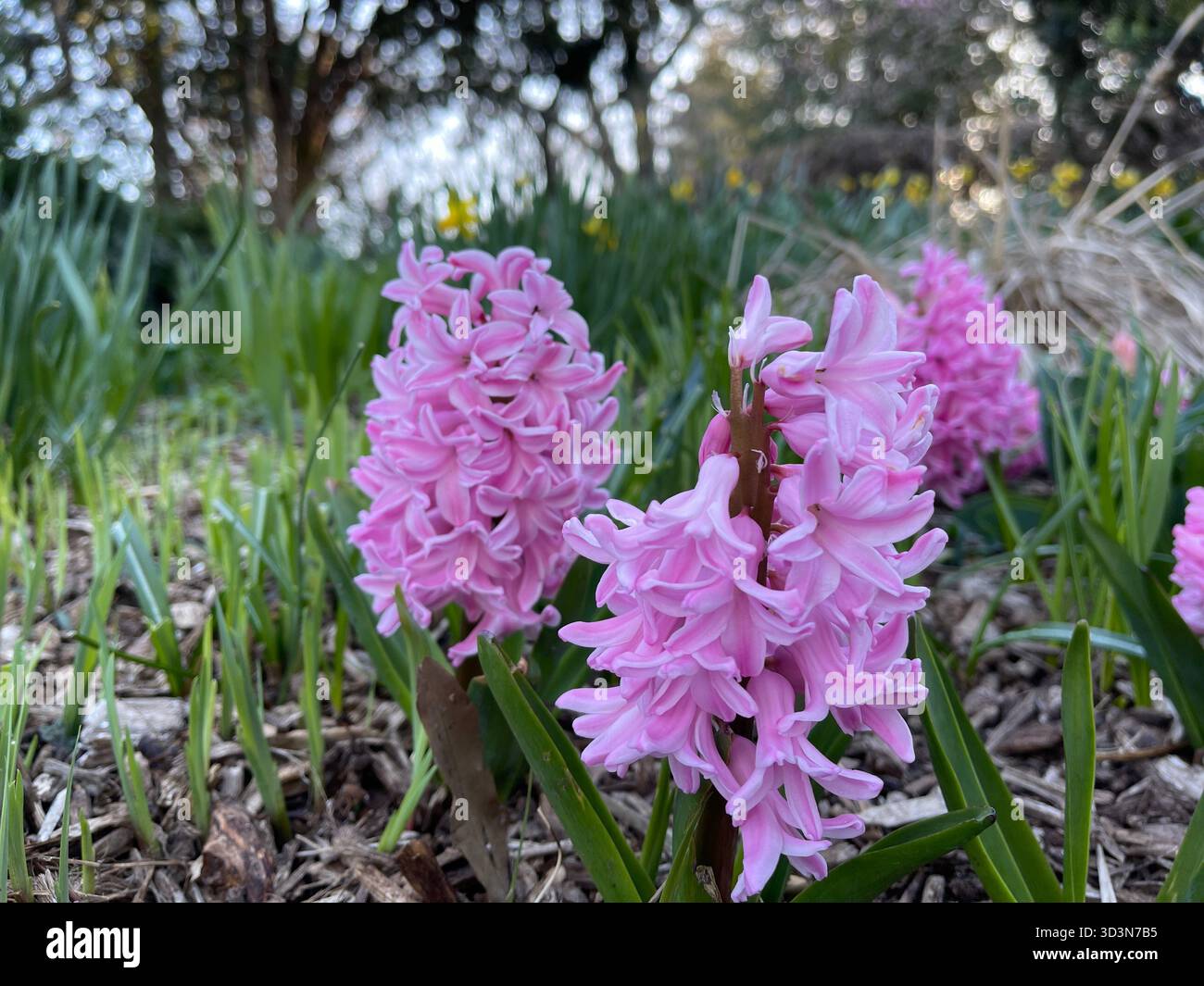 Soft pink flowers brighten Central Park’s gardens in spring. - Smartphone Captured Stock Image