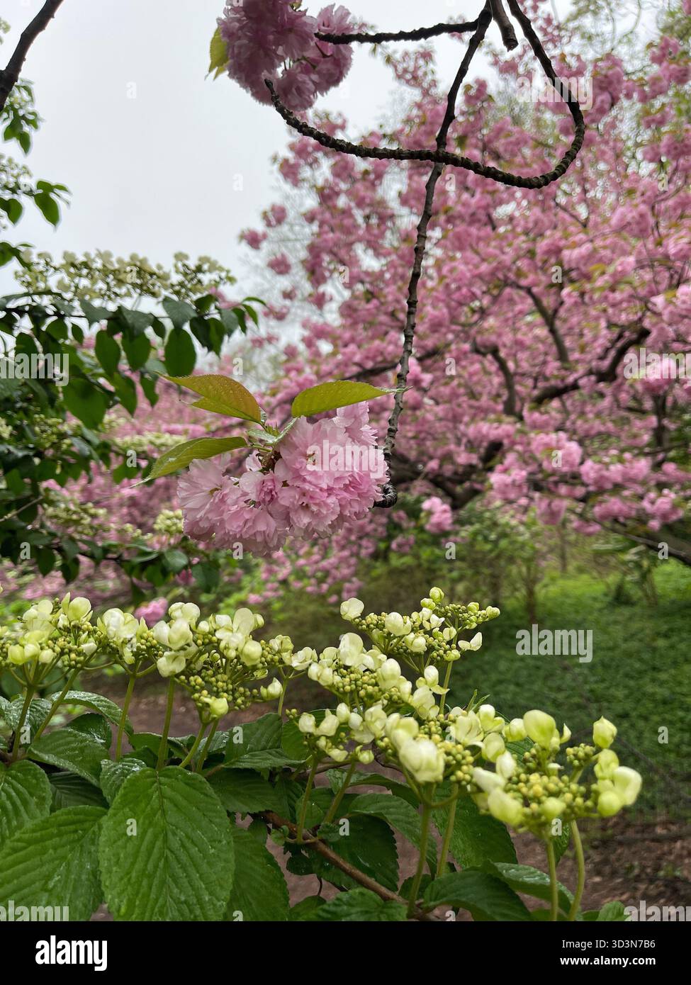 Soft pink flowers brighten Central Park’s gardens in spring. - Smartphone Captured Stock Image