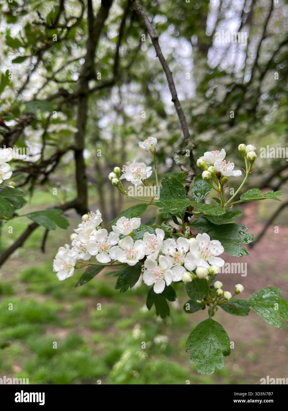 Delicate white flowers bloom softly in Central Park’s gardens. - Smartphone Captured Stock Image