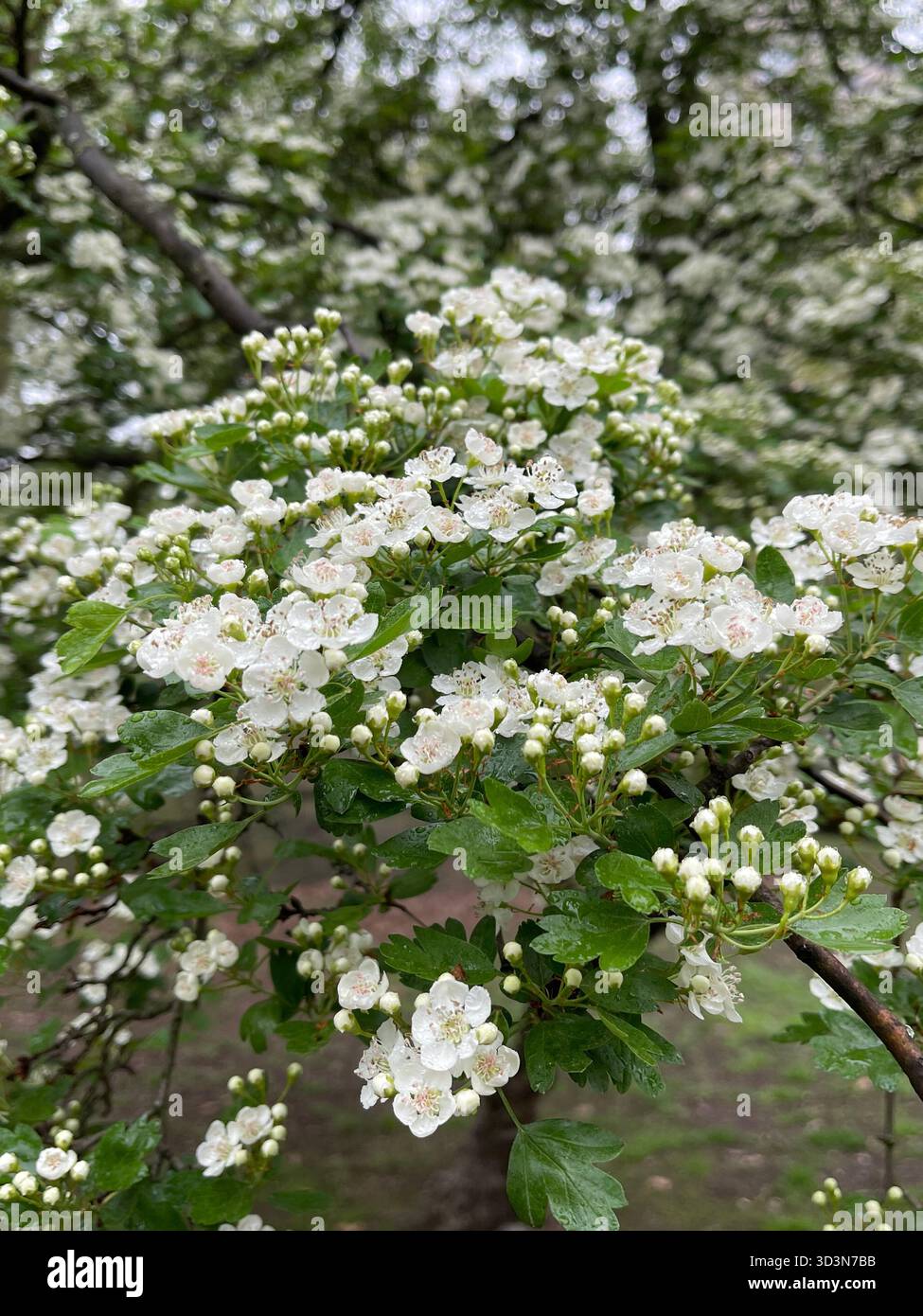 Delicate white flowers bloom softly in Central Park’s gardens. - Smartphone Captured Stock Image