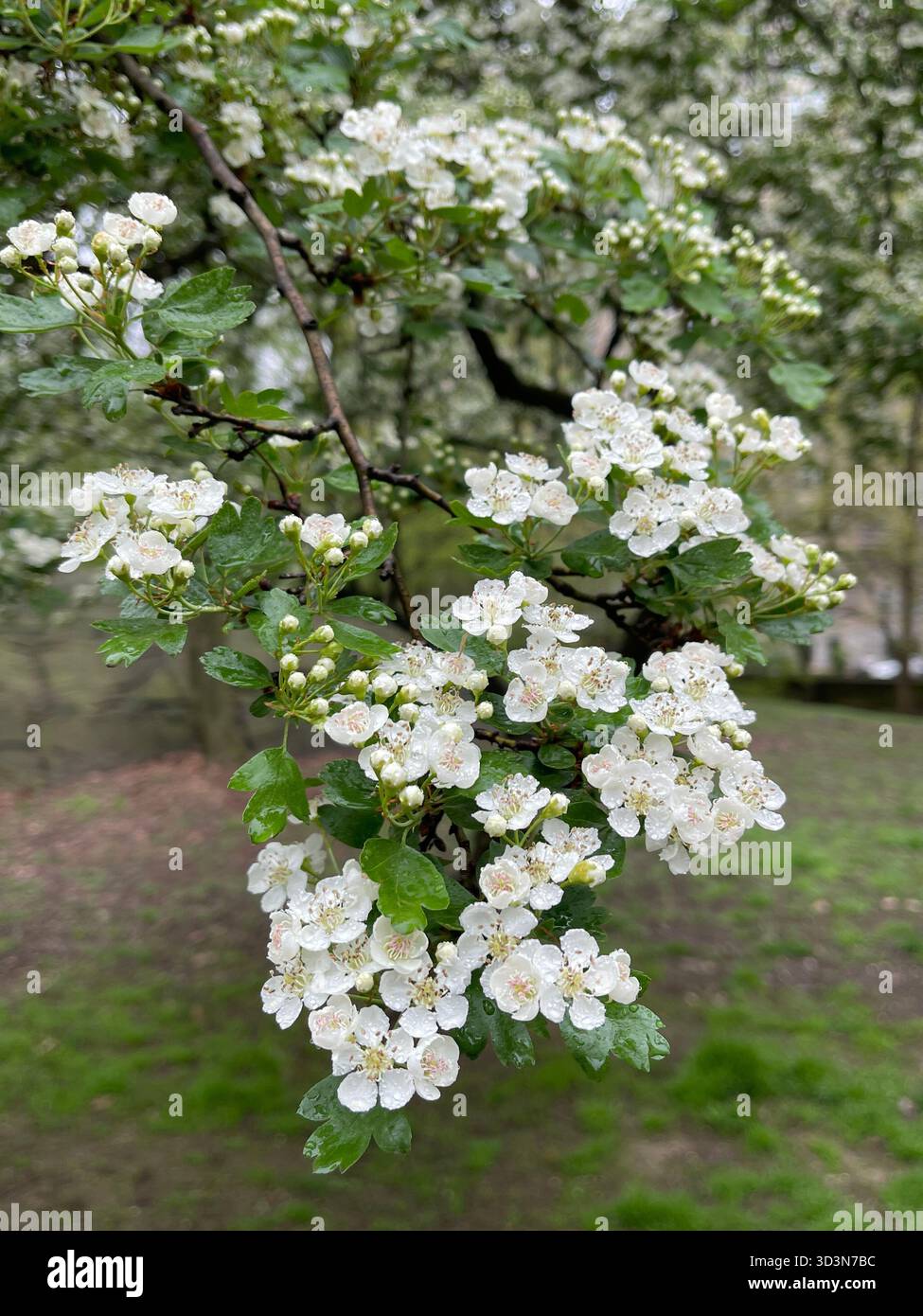 Delicate white flowers bloom softly in Central Park’s gardens. - Smartphone Captured Stock Image