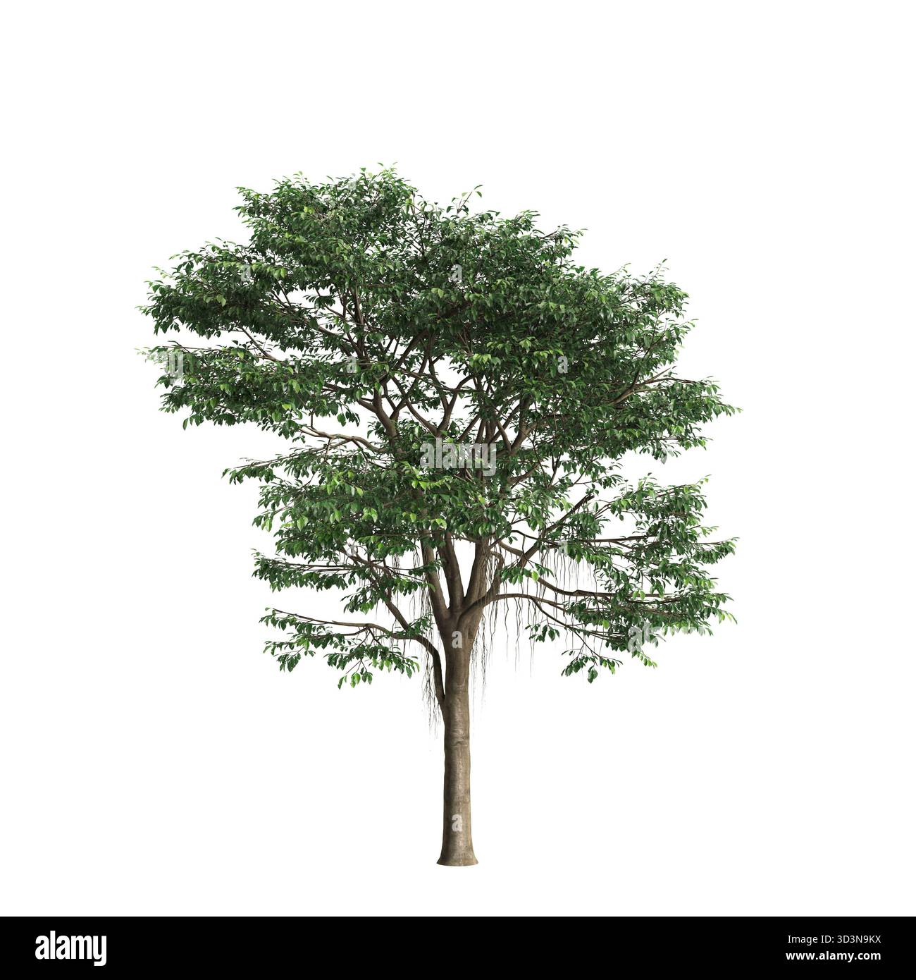 Micro Identification Tree Ficus microcarpa trees 3d illustration on white background premium ...
