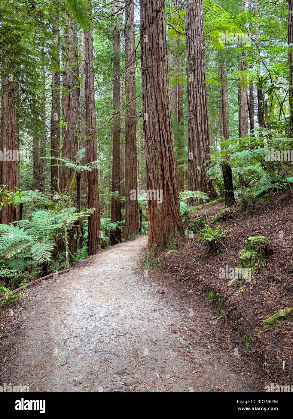 Redwood forest rotorua new zealand hi-res stock photography and