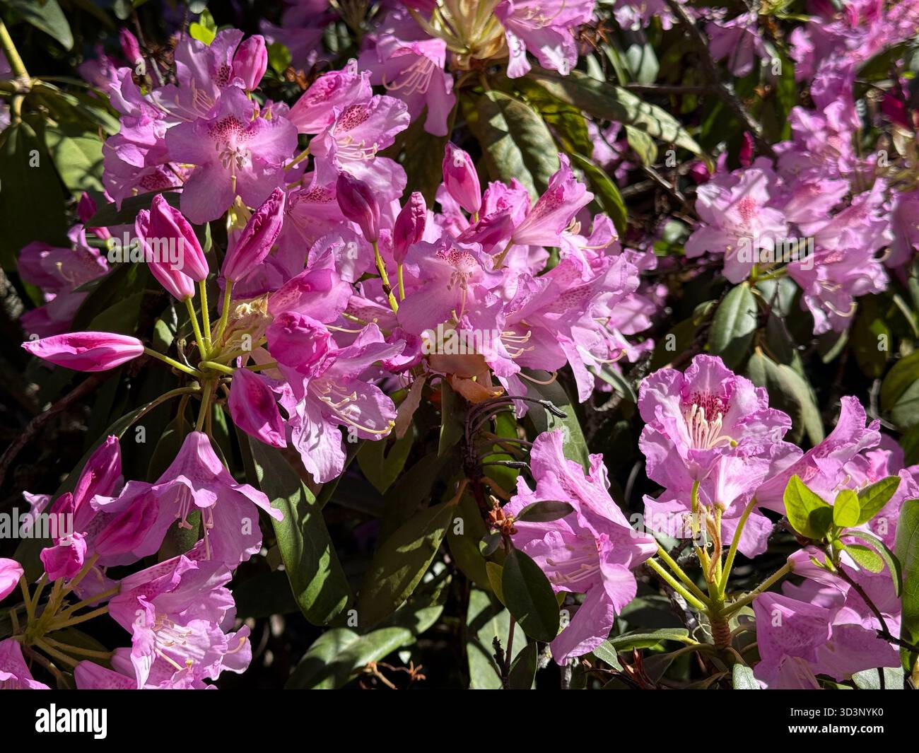 rhododendron buxus Bloomin' Easy® Rhododendron Bloombux® Magenta Boxwood Alternative main image 0