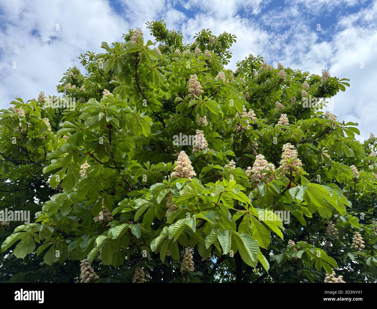 horse chestnut, horsechestnut, buckeye, conker tree Stock Photo - Alamy