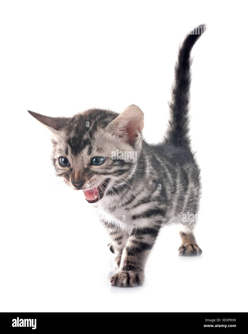 bengal cat in front of white background Stock Photo