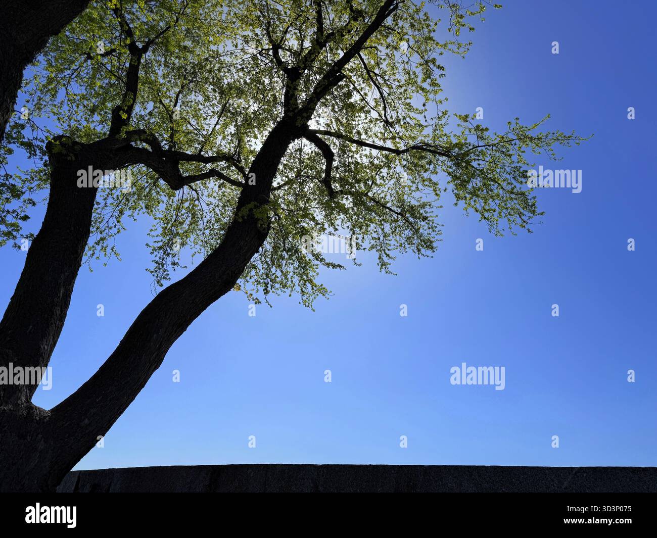 Old tree against blue sky in spring Stock Photo