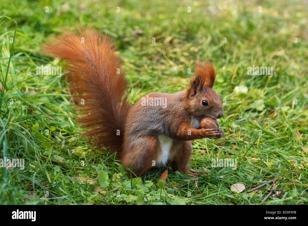 Eurasian red squirrel (Sciurus vulgaris) on grass holding a walnut, arboreal rodent in the family Sciuridae. Stock Photo
