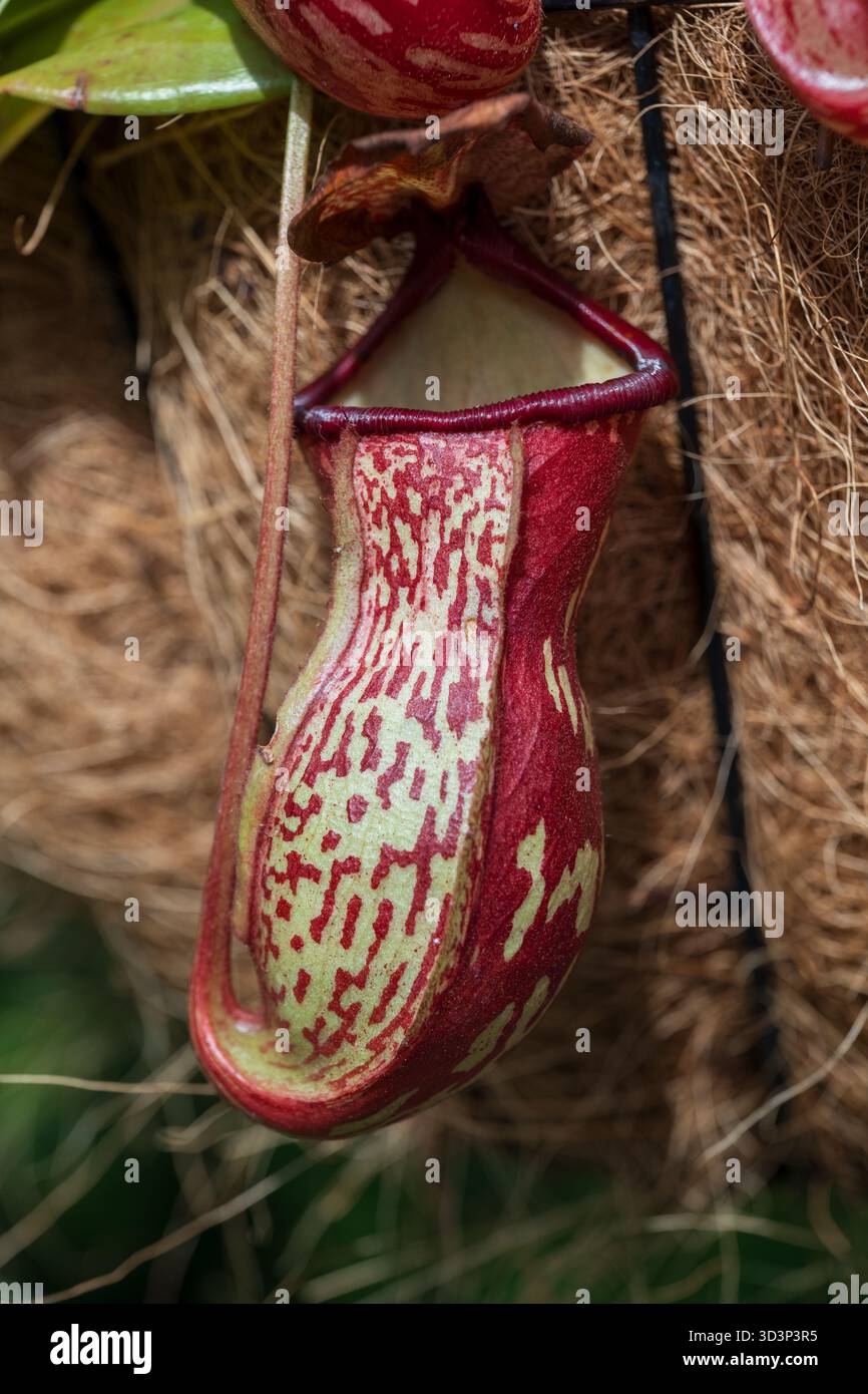 Nepenthes St Gaya, carnivorous tropical pitcher plant in the family Nepenthaceae. Stock Photo