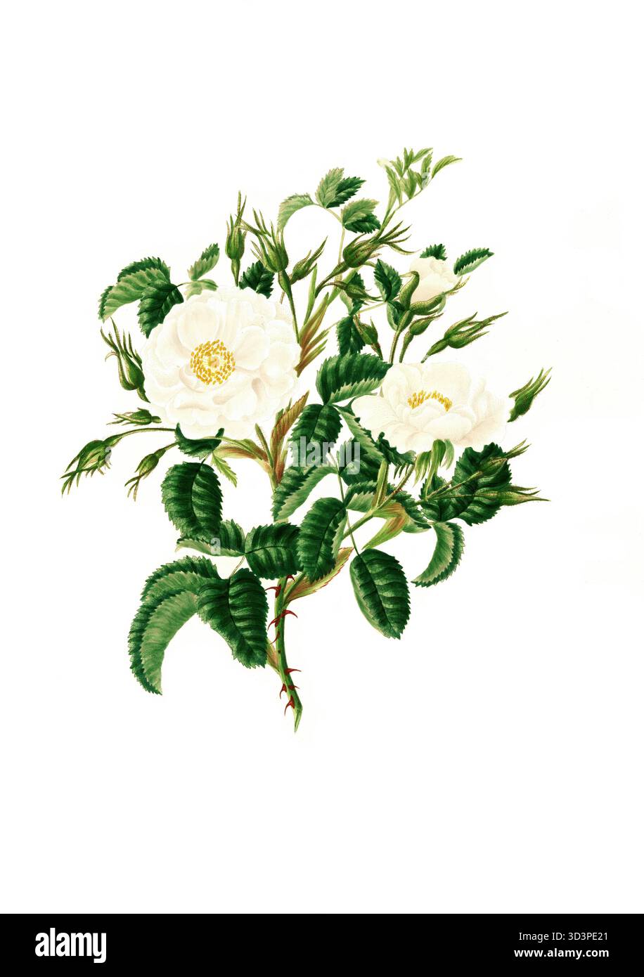 Rosa alba botanical illustration hi-res stock photography and
