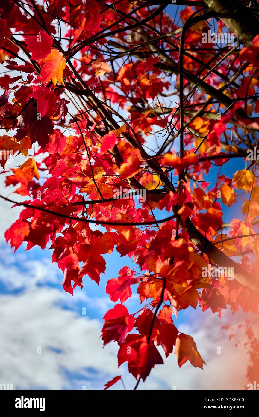 autumn leaves on blue sky Stock Photo