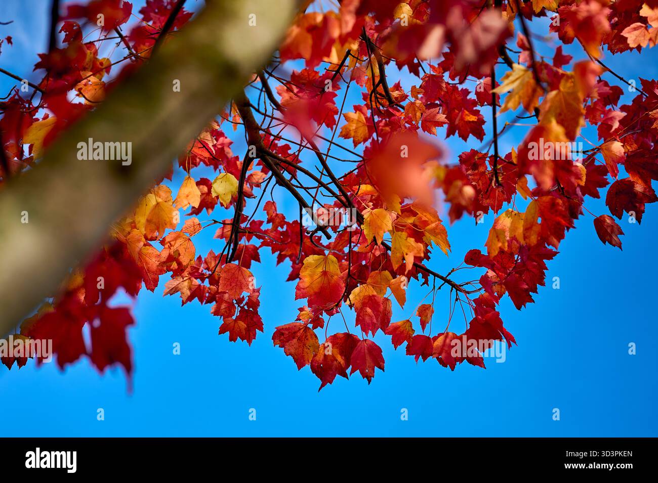 autumn leaves against blue sky Stock Photo